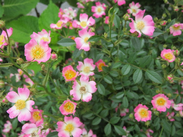 ファイル 5735-3.jpg