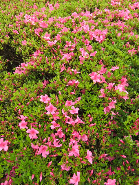 ファイル 5735-4.jpg