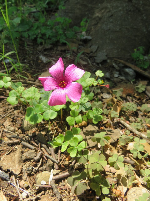 ファイル 5742-1.jpg