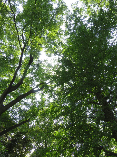 ファイル 5742-5.jpg