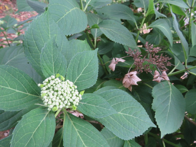 ファイル 5746-4.jpg