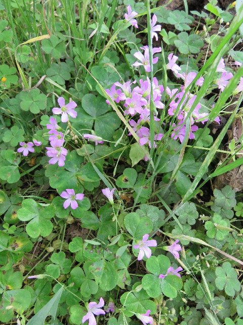 ファイル 5752-3.jpg