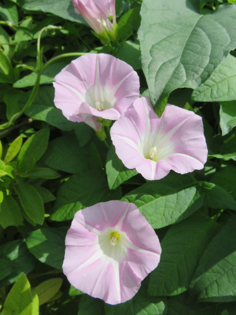 ファイル 5752-4.jpg