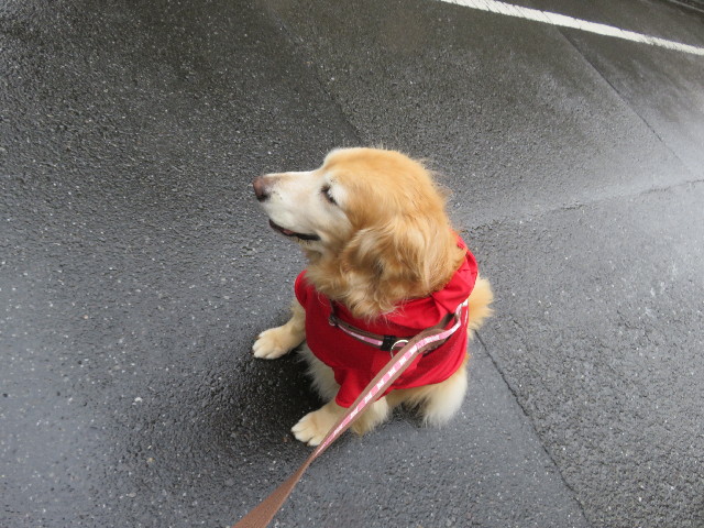 ファイル 5753-1.jpg