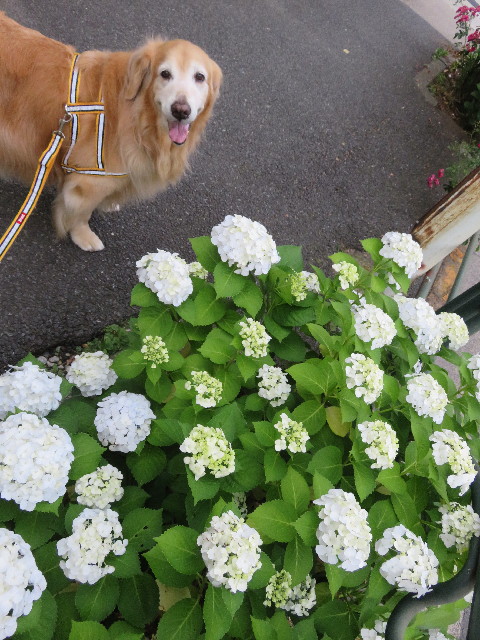 ファイル 5756-1.jpg