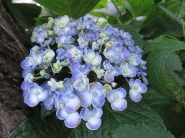 ファイル 5756-3.jpg