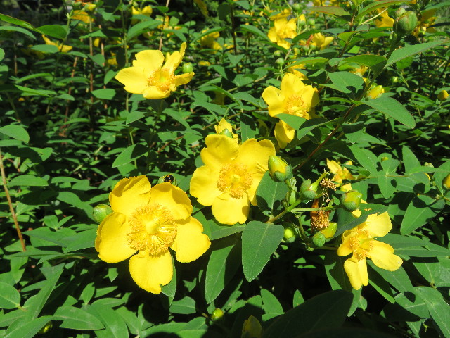 ファイル 5762-1.jpg