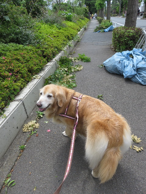 ファイル 5764-1.jpg