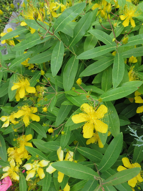 ファイル 5765-1.jpg