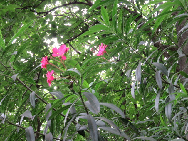 ファイル 5765-2.jpg