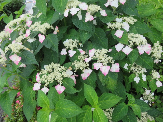 ファイル 5766-2.jpg