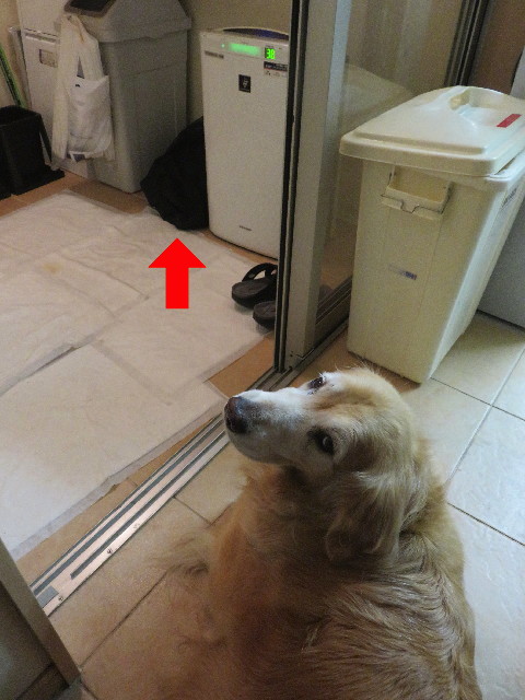 ファイル 5770-1.jpg