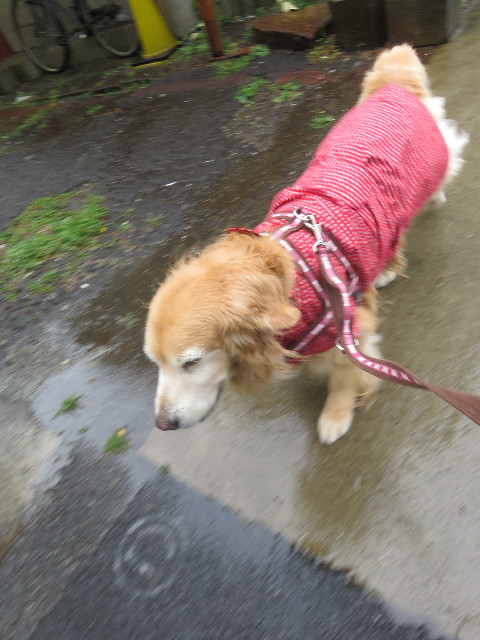 ファイル 5782-1.jpg