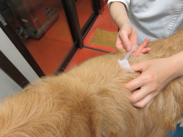 ファイル 5782-3.jpg