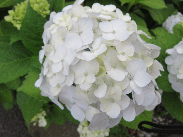 ファイル 5784-1.jpg