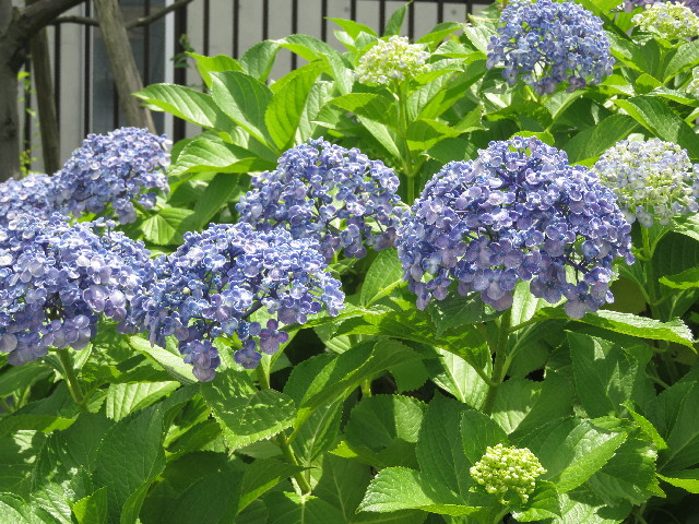 ファイル 5784-4.jpg