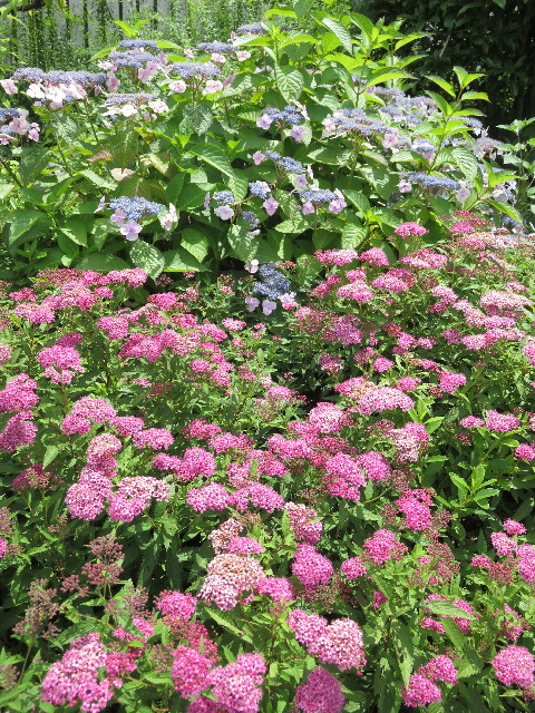 ファイル 5784-5.jpg