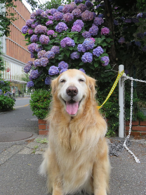 ファイル 5799-1.jpg