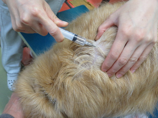 ファイル 5802-1.jpg