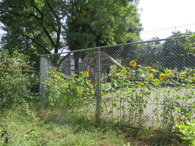 ファイル 5811-3.jpg