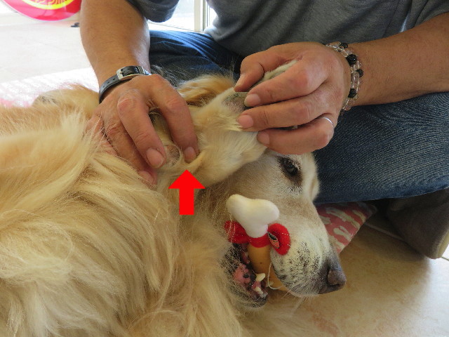 ファイル 5812-5.jpg