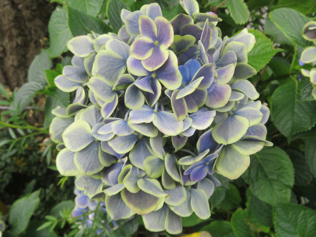 ファイル 5820-1.jpg