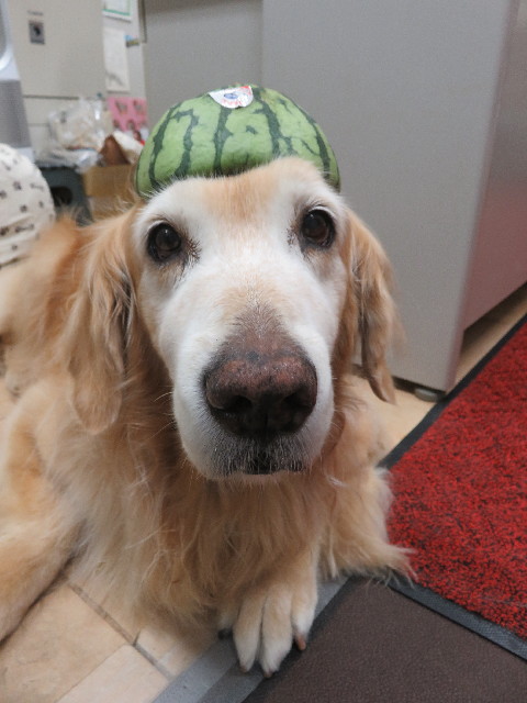 ファイル 5820-3.jpg