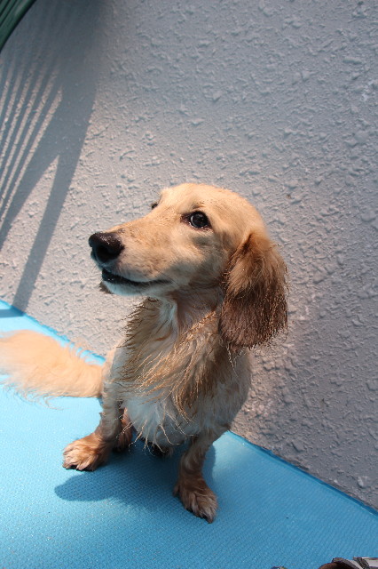 ファイル 5826-1.jpg