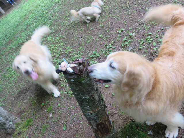 ファイル 5827-4.jpg