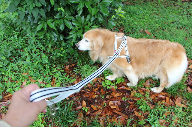 ファイル 5837-1.jpg