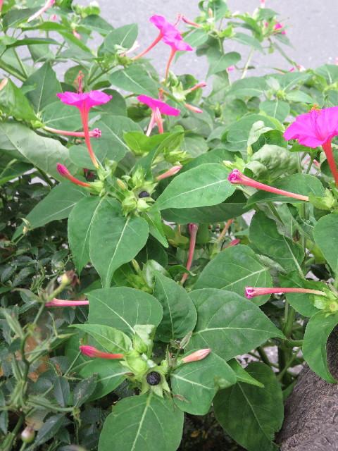 ファイル 5845-5.jpg