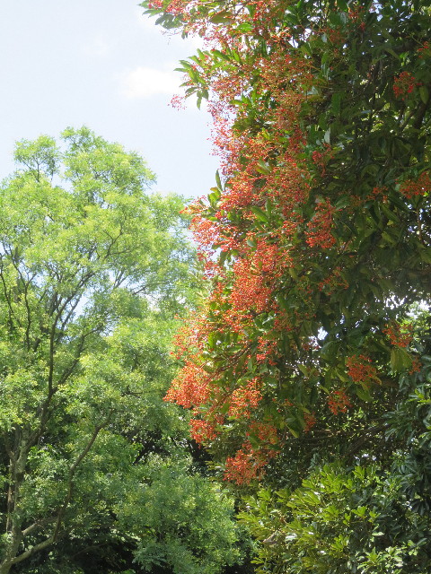 ファイル 5853-1.jpg