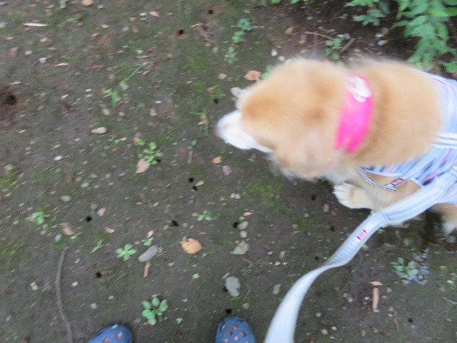 ファイル 5855-2.jpg