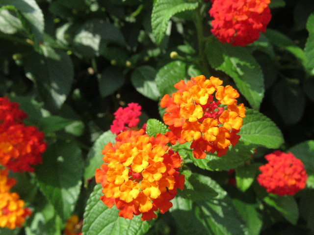 ファイル 5864-2.jpg