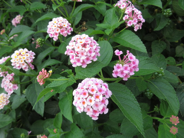 ファイル 5864-3.jpg