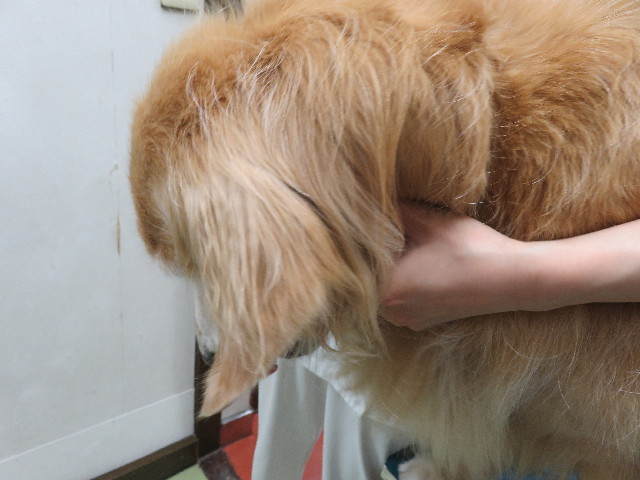 ファイル 5868-2.jpg