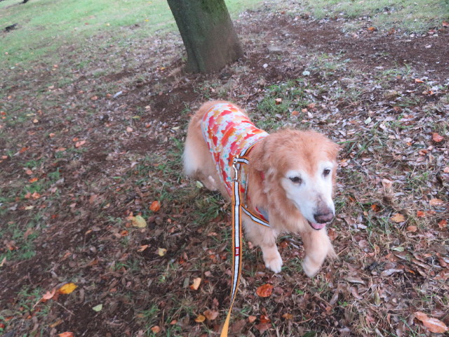 ファイル 5871-1.jpg