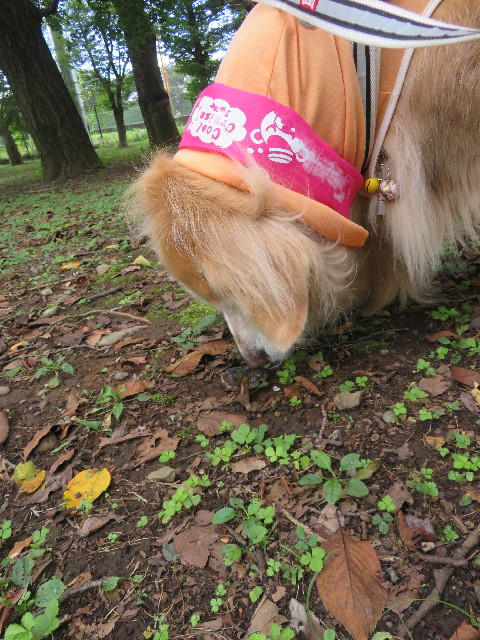 ファイル 5895-2.jpg