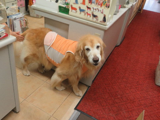 ファイル 5895-4.jpg