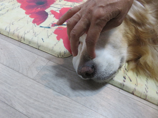 ファイル 5901-1.jpg