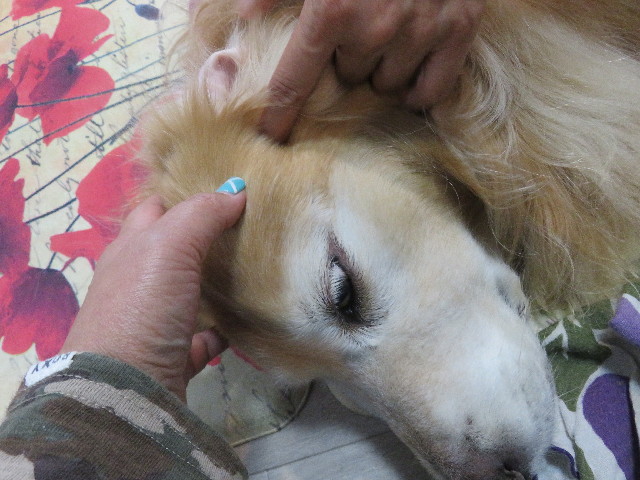 ファイル 5901-3.jpg