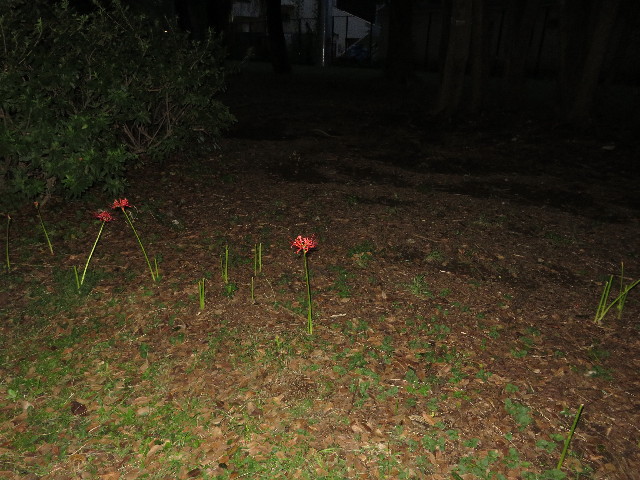 ファイル 5912-2.jpg