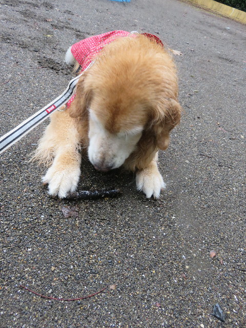 ファイル 5912-5.jpg