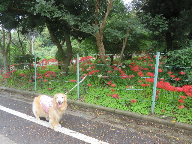 ファイル 5916-2.jpg