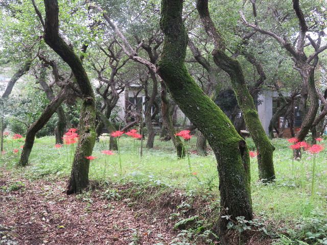 ファイル 5917-1.jpg