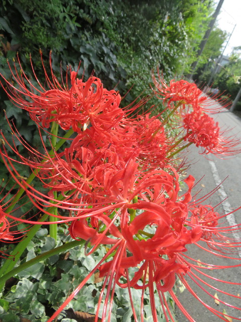 ファイル 5917-2.jpg