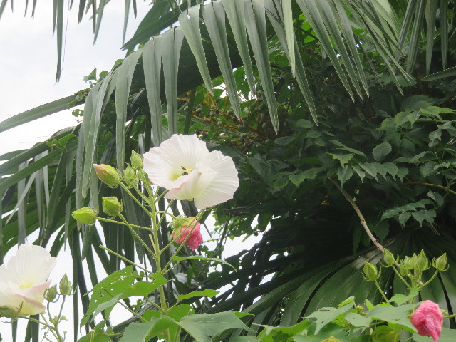 ファイル 5918-5.jpg