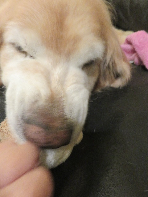 ファイル 5927-5.jpg