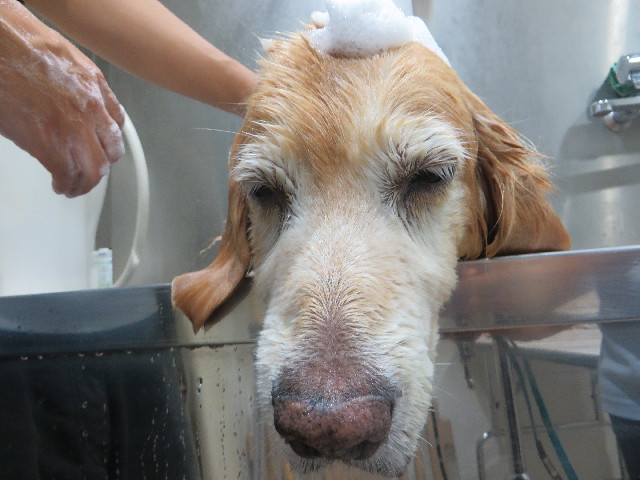 ファイル 5931-5.jpg