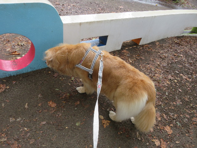 ファイル 5938-3.jpg